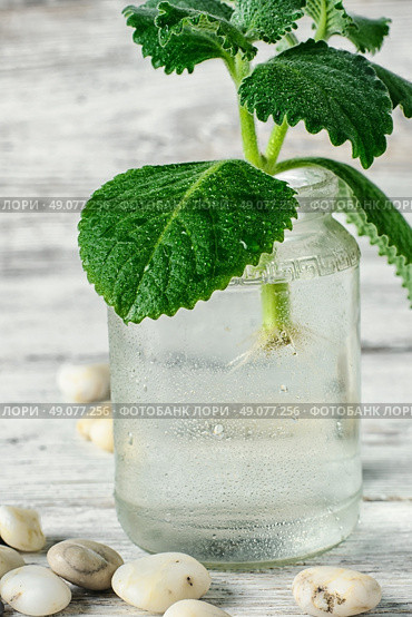 Seedling of plant takes root in glass jar with water. Spring appendage of lemongrass. Стоковое фото, агентство Ingram Publishing / Фотобанк Лори