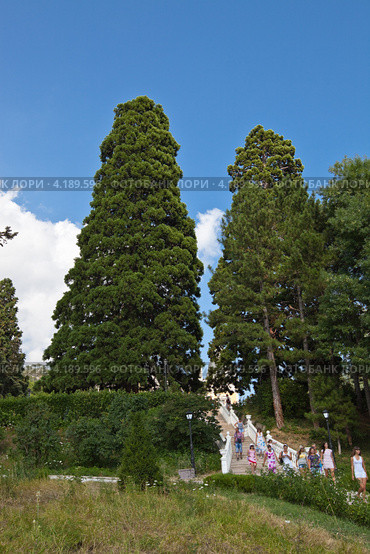 Секвойи в парке Массандровского дворца, Ялта, Крым (2011 год). Редакционное фото, фотограф Иван Сазыкин / Фотобанк Лори
