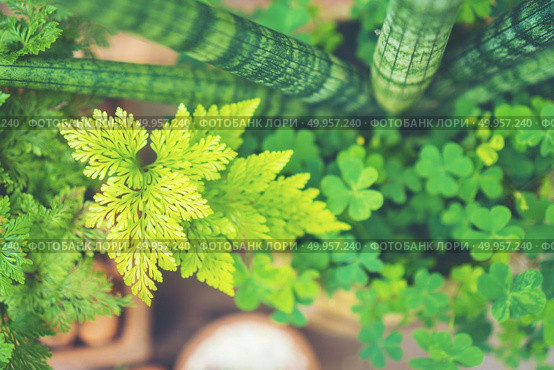 Selective focus close-up top-view shot on cactus cluster. well known species of cactus, endemic to east-central Mexico widely cultivated as an ornamental plant. Стоковое фото, агентство Ingram Publishing / Фотобанк Лори