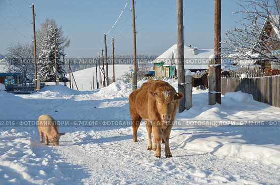 Сельская жизнь, корова со свиньей на улице зимой (2013 год). Стоковое фото, фотограф Овчинникова Ирина / Фотобанк Лори