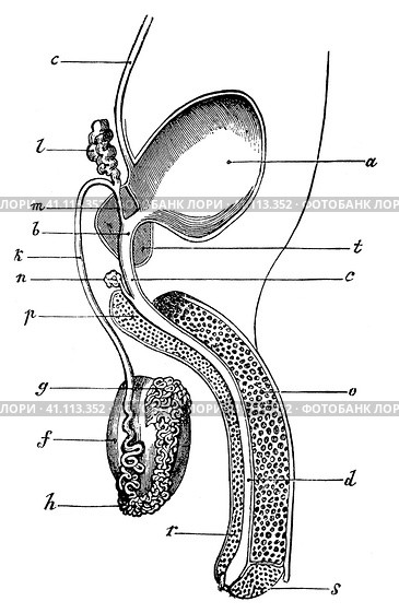Semi-schematic representation of the male urinary and reproductive organs. Illustration of the 19th century. Germany. White background. Стоковая иллюстрация, иллюстратор Sergey Kohl / Фотобанк Лори
