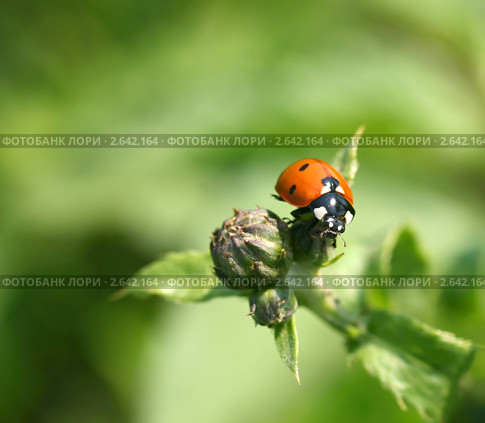 Семиточечная божья коровка (Coccinella septempunctata) Стоковое фото, фотограф Щеголева Ольга / Фотобанк Лори