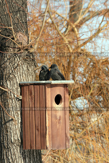 Семья галок (лат. Corvus monedula) облюбовала для себя утиный домик гоголятник. Московский зоопарк. Стоковое фото, фотограф Щеголева Ольга / Фотобанк Лори