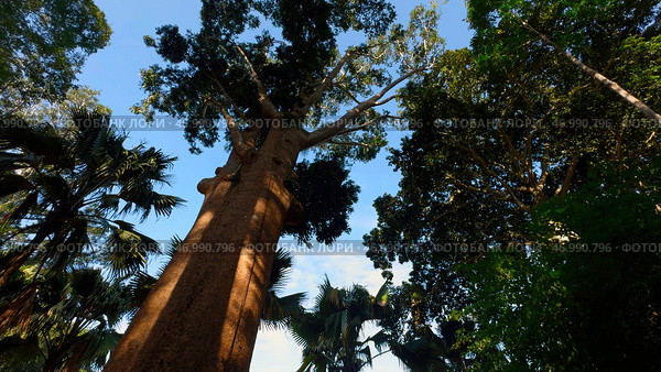 Sequoia massive green trees on a summer sunny day. Стоковое фото, фотограф David Kashakhi / Фотобанк Лори