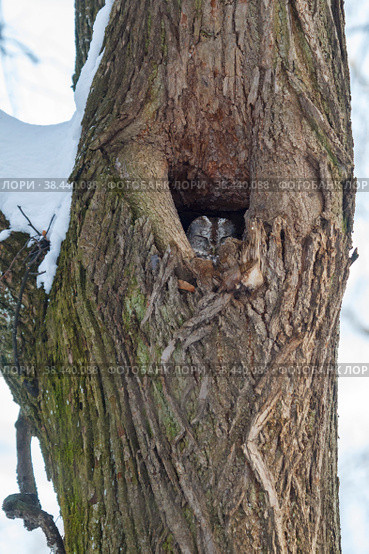 Серая неясыть сидит в дупле (strix aluco) Стоковое фото, фотограф Вячеслав Орос / Фотобанк Лори