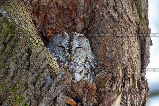 Серая неясыть сидит в дупле (strix aluco) Стоковое фото, фотограф Вячеслав Орос / Фотобанк Лори