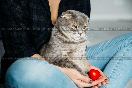 serious cat sitting hands hostess. Стоковое фото, агентство Ingram Publishing / Фотобанк Лори