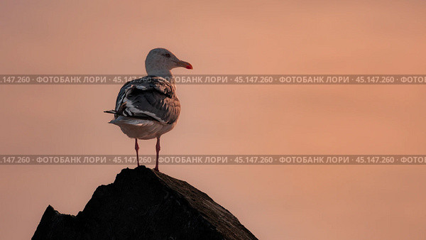 Серокрылая чайка. Стоковое фото, фотограф Дождик Владимир / Фотобанк Лори