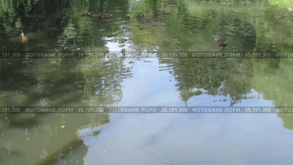 Серые и коричневые взрослые утки плавают в пруду в парке. Стоковое видео, видеограф Владислав Сабанин / Фотобанк Лори