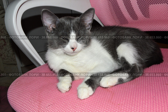 Серый котенок Олу дремлет на розовом кресле Grey kitten Olu napping on a pink armchair (2023 год). Редакционное фото, фотограф Светлана Федорова / Фотобанк Лори