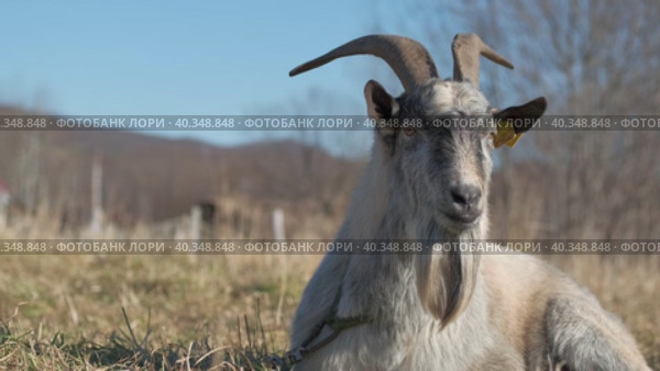 Серый козёл лежит на пастбище крупным планом. Стоковое видео, видеограф Эльвира  Трощенкова / Фотобанк Лори