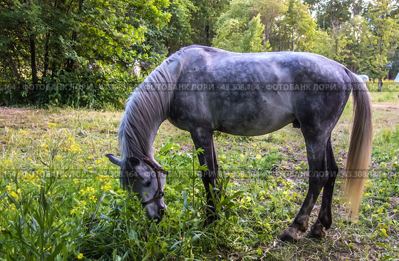 Серый в яблоках жеребец пасется на лугу среди цветов и трав/ Dapple gray stallion grazing in a meadow. Стоковое фото, фотограф Iva Noel / Фотобанк Лори