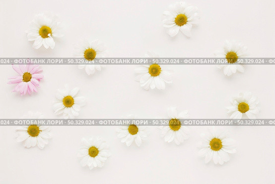 set many daisy flower buds. High resolution photo. set many daisy flower buds. High quality photo. Стоковое фото, агентство Ingram Publishing / Фотобанк Лори