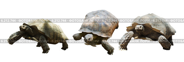 Set of African spurred tortoises. Стоковое фото, фотограф Яков Филимонов / Фотобанк Лори