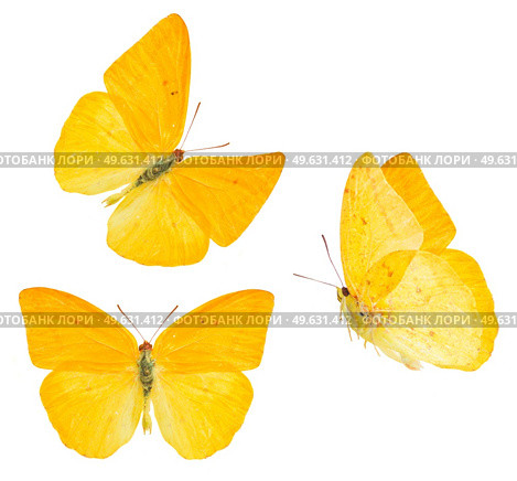 set of apricot sulphur butterfly isolated on white background. apricot sulphur butterfly. Стоковое фото, агентство Ingram Publishing / Фотобанк Лори