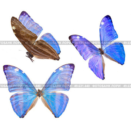 set of Morpho adonis ice blue butterfly isolated on white background. morpho adonis blue butterfly. Стоковое фото, агентство Ingram Publishing / Фотобанк Лори