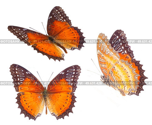 set of Red Lacewing butterfly isolated on white background. Red Lacewing butterfly. Стоковое фото, агентство Ingram Publishing / Фотобанк Лори