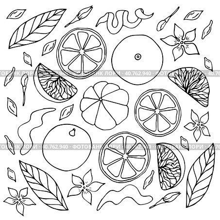 Set of Vector outline Oranges, mandarins or tangerines. Hand drawn doodle simple fruit colorless. Стоковая иллюстрация, иллюстратор Ольга Головкина / Фотобанк Лори