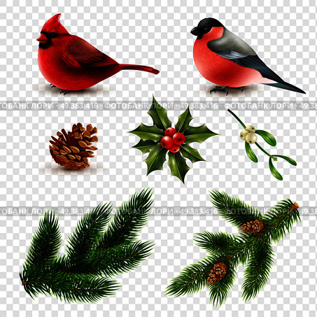 Set of winter birds red cardinal and bullfinch with fir branches isolated on transparent background vector illustration . Winter Birds Fir Branches Set. Стоковая иллюстрация, агентство Ingram Publishing / Фотобанк Лори