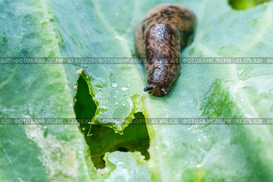 Сетчатый слизень (Deroceras sturangi, Deroceras agreste, Deroceras reticulatum) на зеленом листе капусты. Стоковое фото, фотограф Ольга Визави / Фотобанк Лори