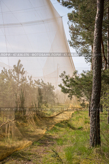 Сети для ловли птиц на орнитологической станции «Фрингилла» Стоковое фото, фотограф Анна Рогалева / Фотобанк Лори