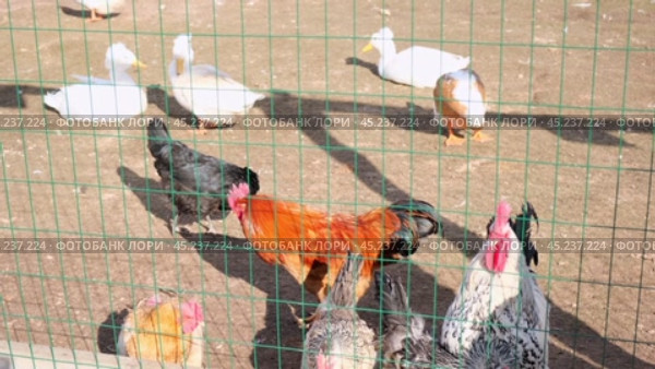 Several hens and geese are looking for worms in the garden of rural farm. Countryside. Chicken brown with red combs in a cage behind grid. Multicolored chickens in wired enclosure. Organic food. Стоковое видео, видеограф Марина Демидюк / Фотобанк Лори