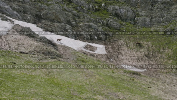 Северный Кавказ, гора Оштен. Кавказские серны на склоне горы. North Caucasus, Mount Oshten. Caucasian chamois (Rupicapra rupicapra caucasica) on the mountainside. (2021 год). Редакционное видео, видеограф Евгений Романов / Фотобанк Лори