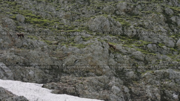 Северный Кавказ, гора Оштен. Кавказские серны на склоне горы. North Caucasus, Mount Oshten. Caucasian chamois (Rupicapra rupicapra caucasica) on the mountainside. (2021 год). Редакционное видео, видеограф Евгений Романов / Фотобанк Лори