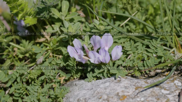 Северный Кавказ. Плато Лаго-Наки. Полевые цветы среди камней. North Caucasus. Lago-Naki Plateau. Wildflowers among the stones. Стоковое видео, видеограф Евгений Романов / Фотобанк Лори