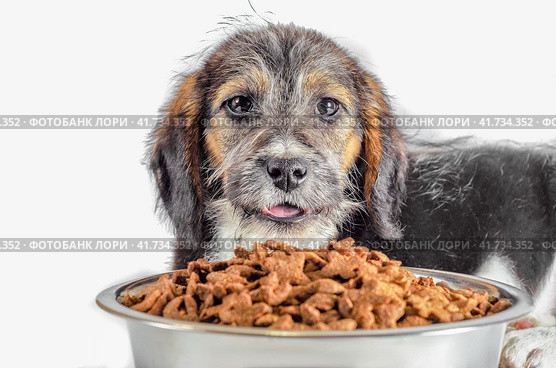 shaggy puppy mongrel with a bowl of dry food. Стоковое фото, фотограф Артем Курутин / Фотобанк Лори