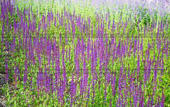 Шалфей дубравный (лат. Salvia nemorosa) Стоковое фото, фотограф Светлана Шимкович / Фотобанк Лори