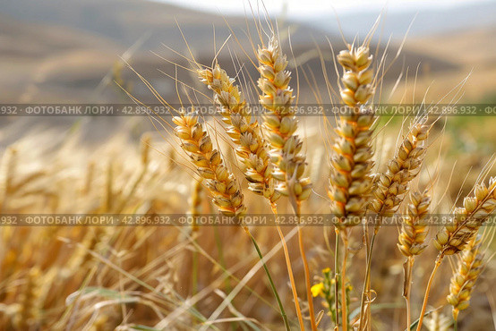 Shavuot, Pentecost is a holiday in Judaism. Стоковое AI-изображение, AI-художник Ирина Ручушкина / Фотобанк Лори