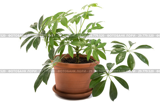 Шеффлера Schefflera arboricola на белом фоне. Стоковое фото, фотограф Юлия Бабкина / Фотобанк Лори