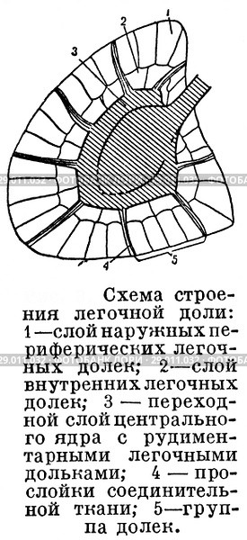 Схема строения легочной доли. Стоковая иллюстрация, иллюстратор Макаров Алексей / Фотобанк Лори