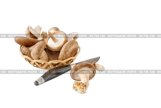 shiitake organic mushrooms in a basket and on a white background with an antique cutting knife. lentinula edible, Japanese forest mushroom. Стоковое фото, фотограф Оксана Медведева / Фотобанк Лори