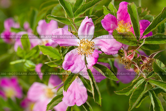 Шиповник майский (Rosa majalis) Редакционное фото, фотограф Ирина Яровая / Фотобанк Лори