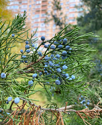 Шишкоягоды можжевельника обыкновенного (Juniperus communis) Стоковое фото, фотограф Мария Кылосова / Фотобанк Лори