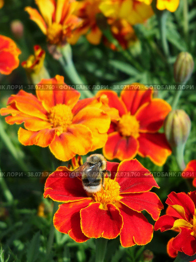 Шмель сидит на красном цветке бархатки (Tagetes) Стоковое фото, фотограф Цибаев Алексей / Фотобанк Лори