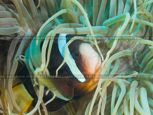Шоколадный клоун Кларка (Amphiprion clarkii, Clark's anemonefish, Yellowtail clownfish) крупным планом. Стоковое фото, фотограф Сергей Дубров / Фотобанк Лори