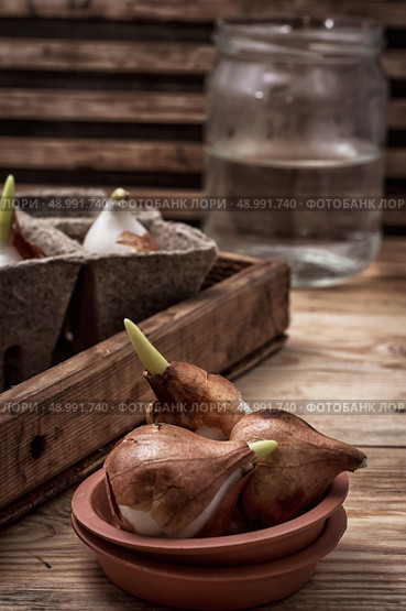 shoots of tulips germinated in the spring tulips with agricultural accessories. Стоковое фото, агентство Ingram Publishing / Фотобанк Лори