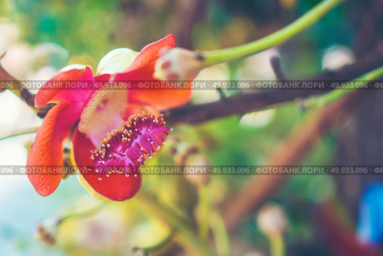 Shorea robusta flower or Sal tree flower on the tree with nature tree bokeh background. Стоковое фото, агентство Ingram Publishing / Фотобанк Лори