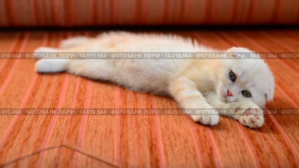 Шотландский вислоухий котенок лежит на красном диване. Стоковое видео, видеограф Володина Ольга / Фотобанк Лори