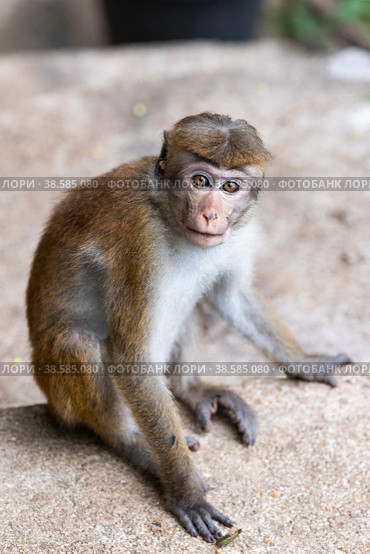 Шри-Ланка. Элла. Цейлонский макак - примат семейства мартышковых. Sri Lanka. Ella. The Ceylon macaque isa primate of the marmoset family. (2022 год). Стоковое фото, фотограф Алексей Смышляев / Фотобанк Лори