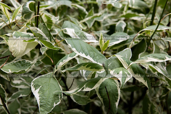 Siberian dogwood shrub. White ivory halo turf plant. Background from herbal leaves. Garden shrub euonymus. Natural headpiece made of carved leaves. Back picture for writing text. Стоковое фото, фотограф Ирина Михайличенко / Фотобанк Лори