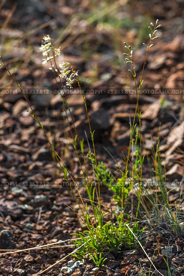 Silene sobolevskajae Czerep. (семейство Caryophyllaceae) - Смолёвка Соболевской. Кош-Агачский район горного Алтая. Стоковое фото, фотограф Евгений Мухортов / Фотобанк Лори