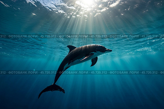 Silhouette Dolphin in underwater wild animal world. Dolphin (Delphinidae) mammal swimming in tropical underwaters. Observation of wildlife ocean. Scuba diving adventure in sea coast. Copy space. Стоковое AI-изображение, AI-художник Aleksandr Golubev / Фотобанк Лори