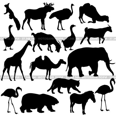 Silhouette elk, bear, goose, zebra, flamingo, elephant on a white background. Стоковое фото, фотограф Фотограф / Фотобанк Лори