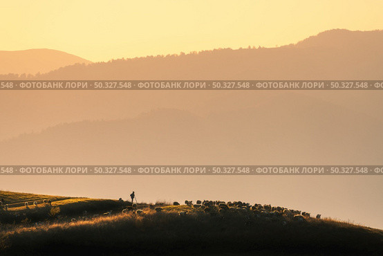 Silhouette of herdsman with herd of sheep, dogs on the hill, mountains, grass and orange sky with golden sunlight at sunset in autumn. Landscape with shepherd herding sheep across the pasture in fall. Стоковое фото, агентство Ingram Publishing / Фотобанк Лори