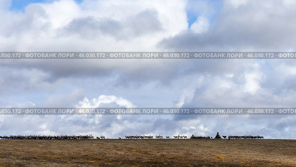 Силуэт стадо оленей и чума.  Этнография. Ямал. Стоковое фото, фотограф Катерина Романова / Фотобанк Лори