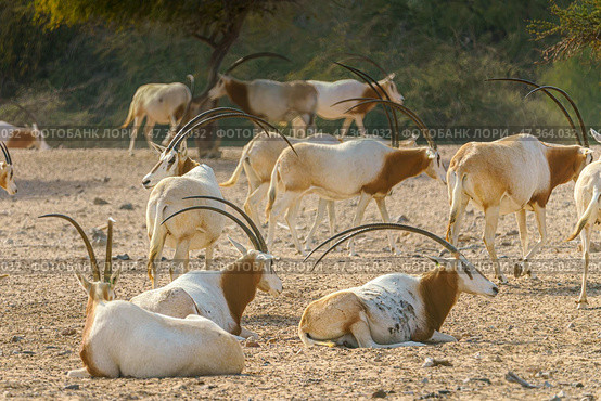 Sir Bani Yas Island, United Arab Emirates - Jan 18 2024, close-up view of a herd of saber-horned antelopes, or Saharan oryx, resting in field at daytime, in a safari parkSir Bani Yas Island, UAE. Стоковое фото, фотограф Сергей Богомяко / Фотобанк Лори